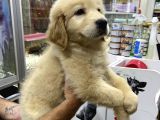Golden Retriever Yavruları